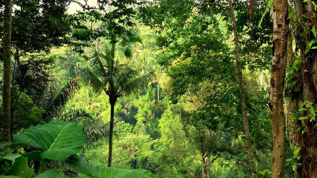 Villa Rimba Ubud Тегаллаланг Экстерьер фото