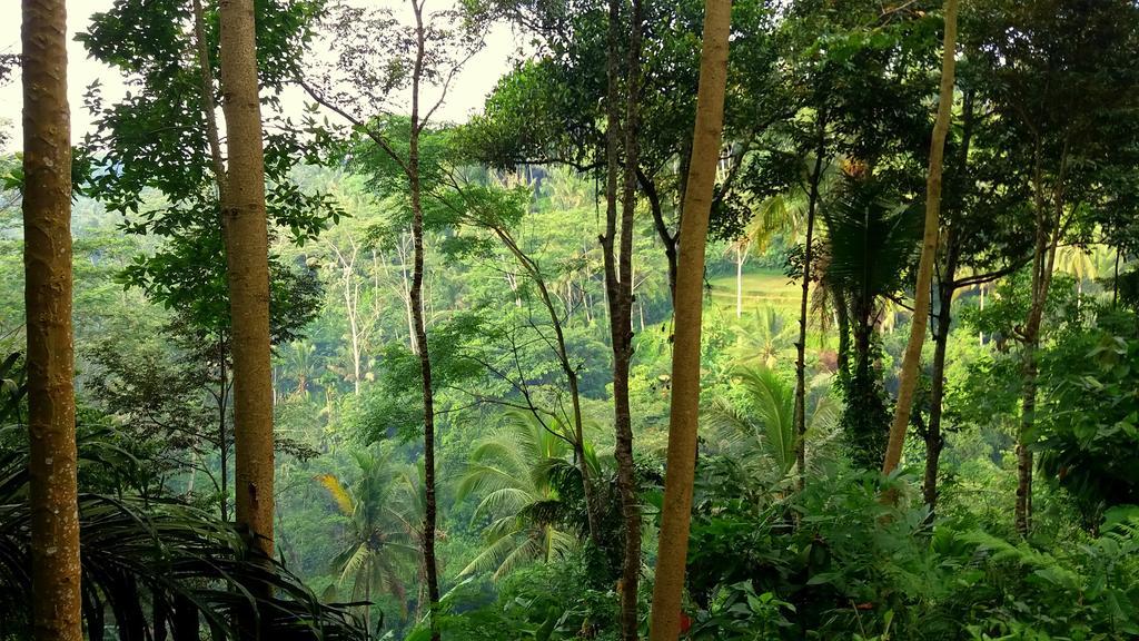 Villa Rimba Ubud Тегаллаланг Экстерьер фото